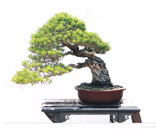 咫尺千里·九省競(jìng)秀 一盆一世界，領(lǐng)略中國盆景的精粹之境