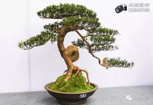 方寸間見山河 川派盆景的藝術(shù)之旅