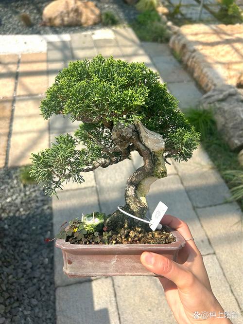 午后時光，靜賞系魚川真柏的獨特風韻