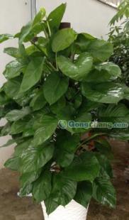 供應(yīng)福州綠化工程喬木 福州花灌木的種植 福州觀賞性盆景_禮品、工藝品、飾品_世界工廠網(wǎng)中國產(chǎn)品信息庫