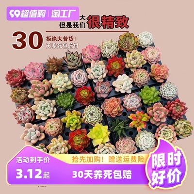 當(dāng)前網(wǎng)購流行產(chǎn)品